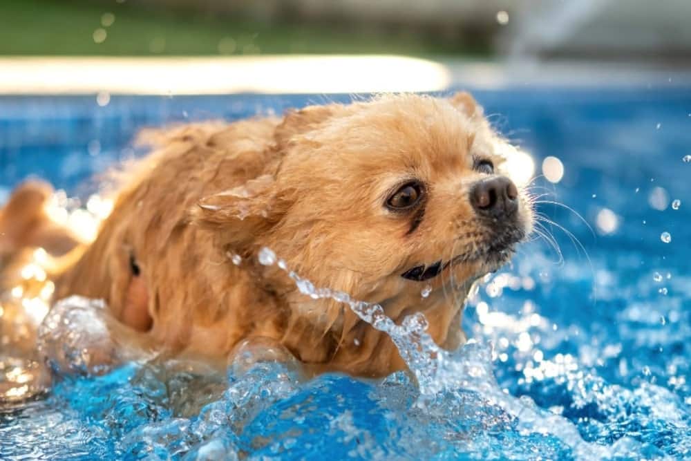 miedo bañarse en la piscina en los perros