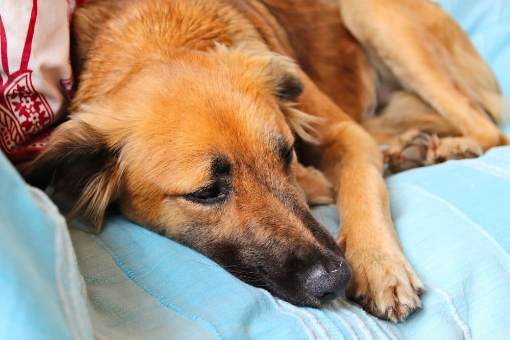 anemia en los perros