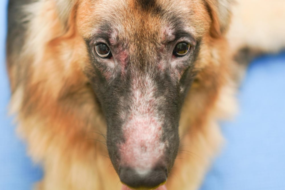 dermatitis canina