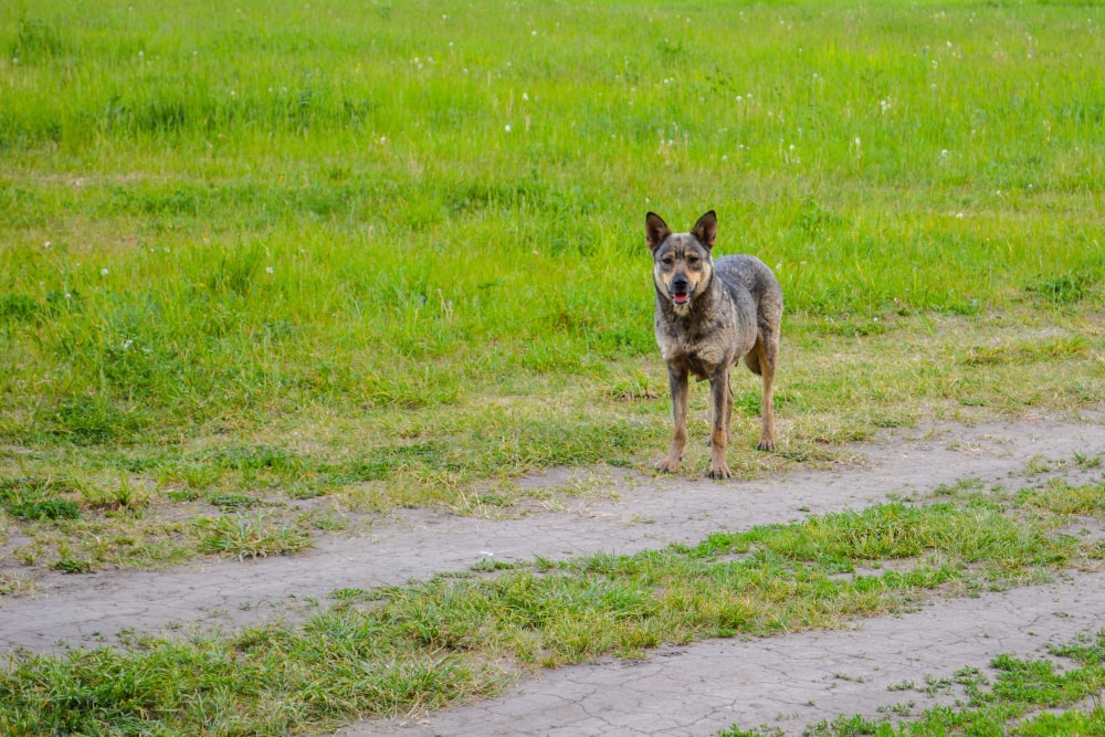 españa sigue abandonando animales-min