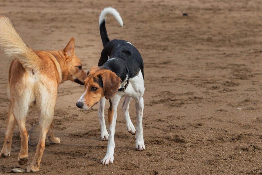 glándulas anales en perros