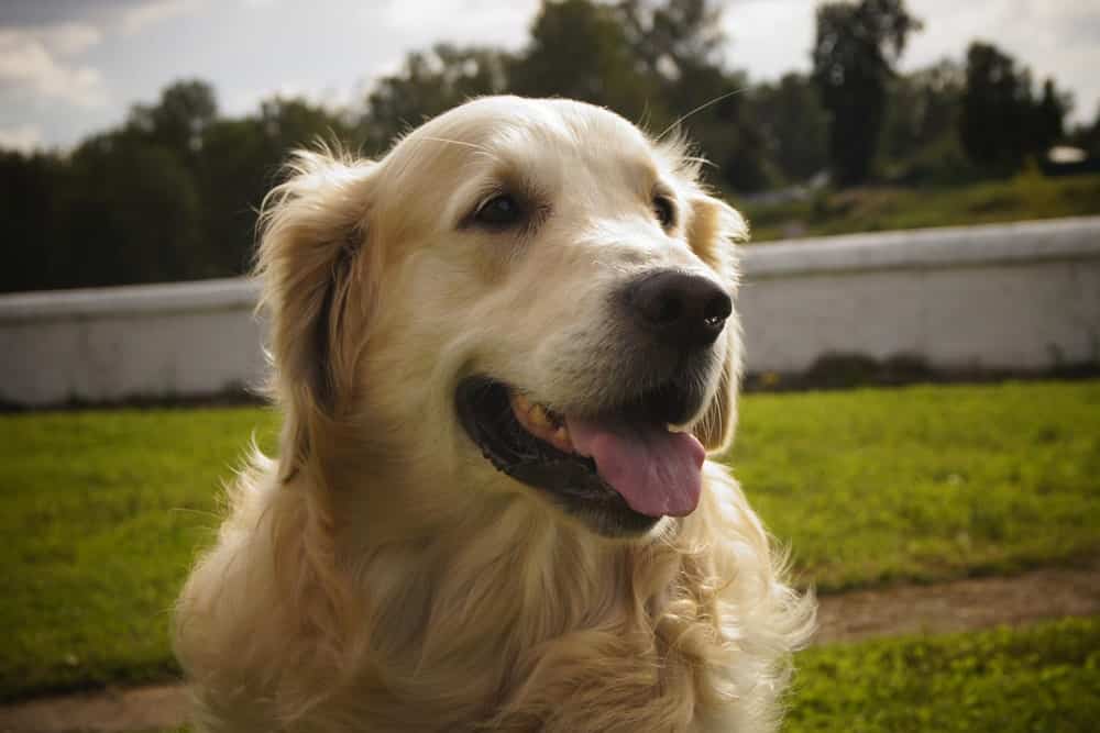 Insuficiencia renal en perros