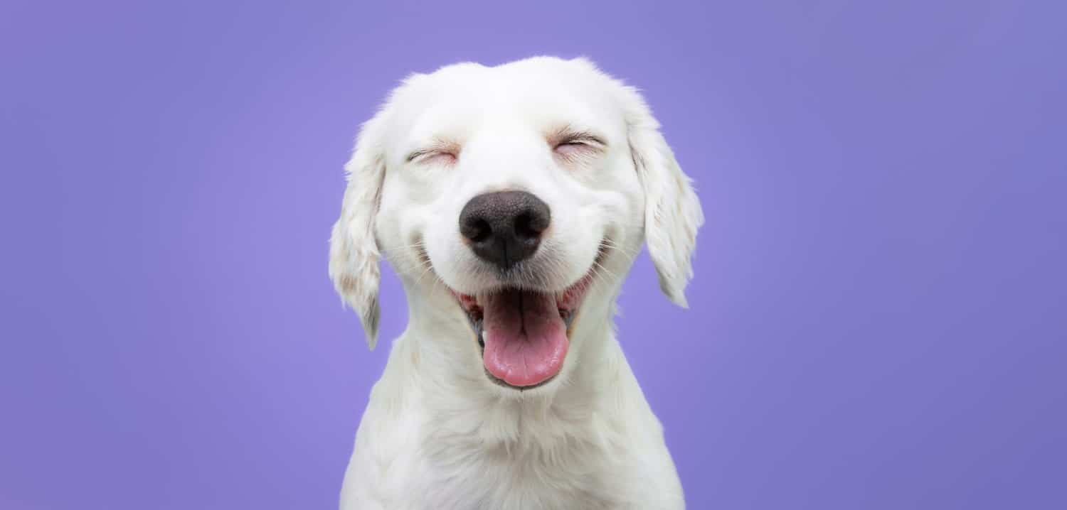 Consejos sobre salud para perros