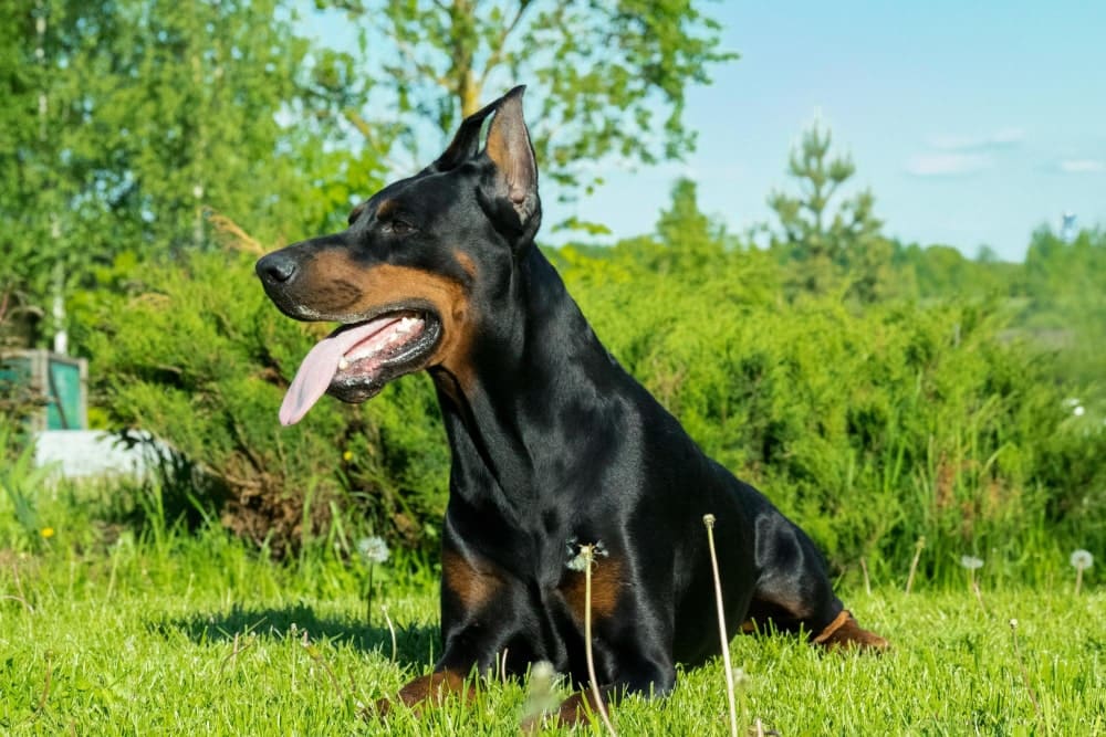 ficha raza doberman