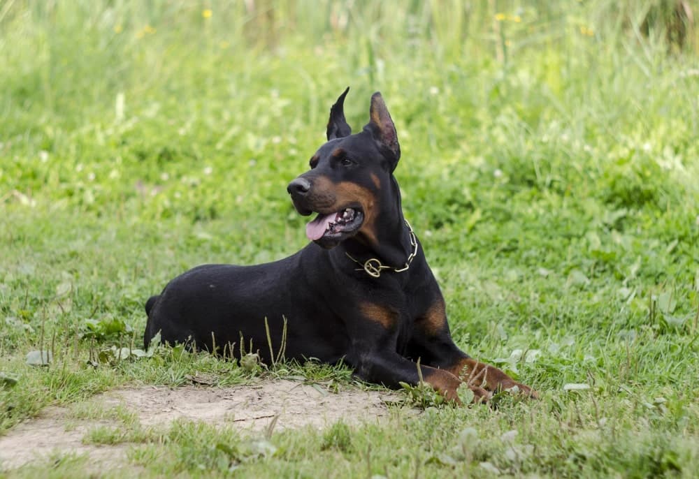 información sobre la raza doberman