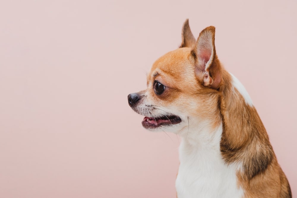 razas de perros pequeñas