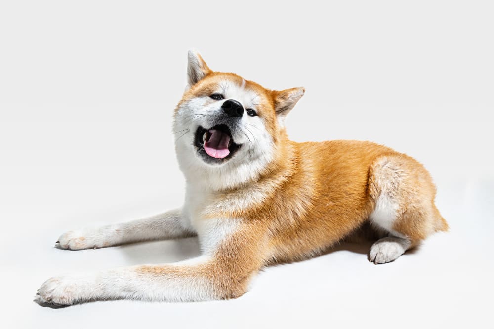 akita inu fotos