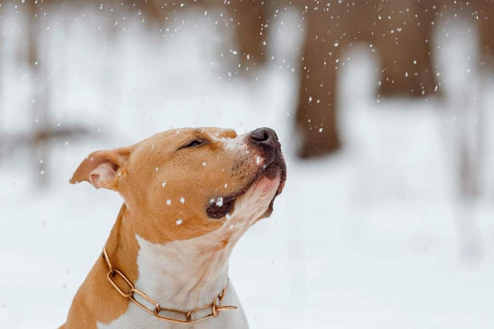 american-staffordshire-terrier-catches-snowflakes-dog-plays-with-snow-portrait-of-dog-in-winter