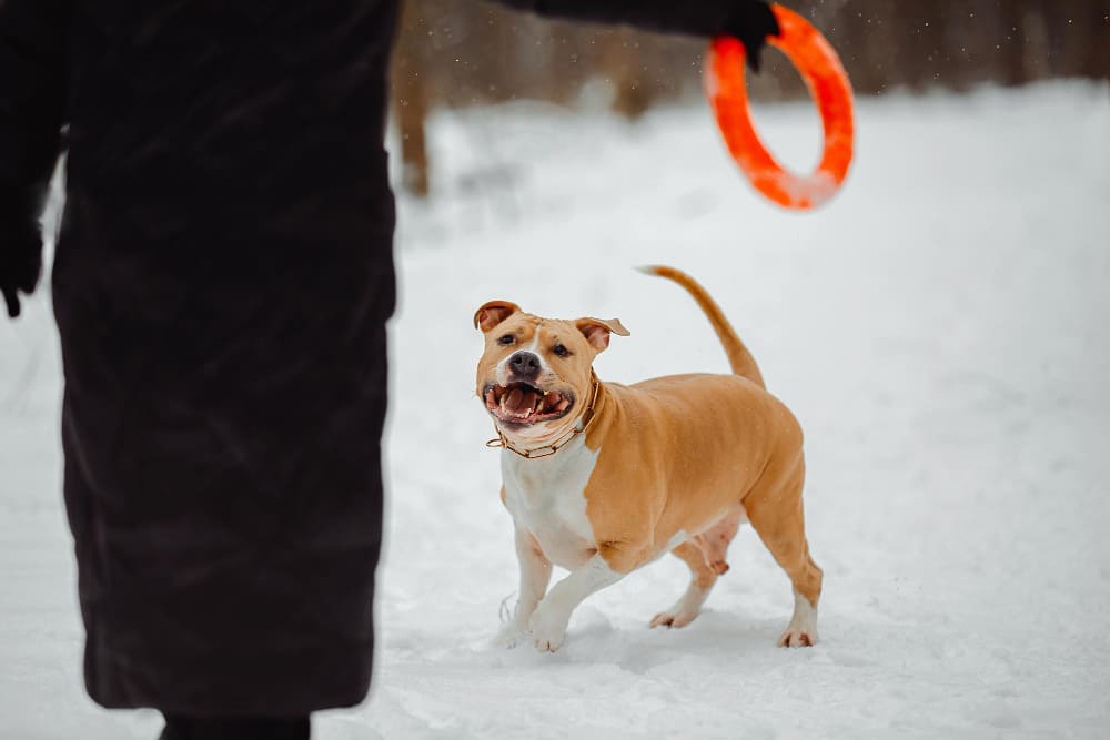 Staffordshire Bull Terrier