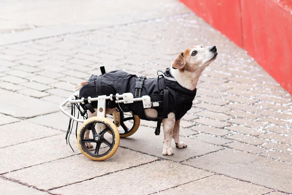 mi perro no puede mover las patas traseras-min