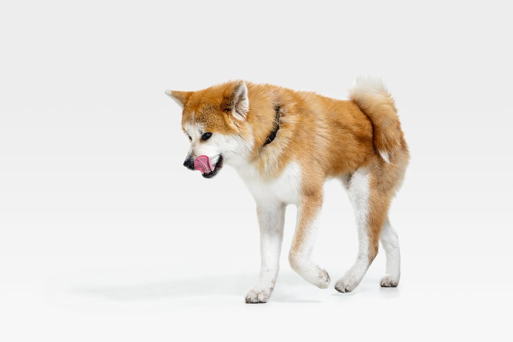 Akita inu foto
