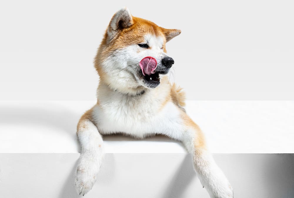 perro Akita foto