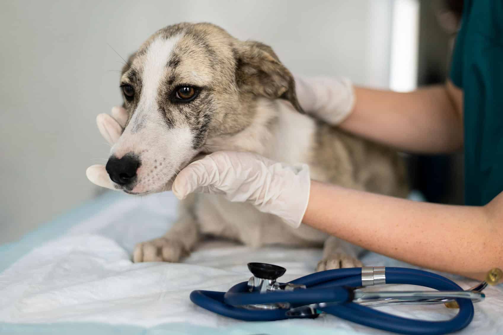 Problemas de hígado en perros