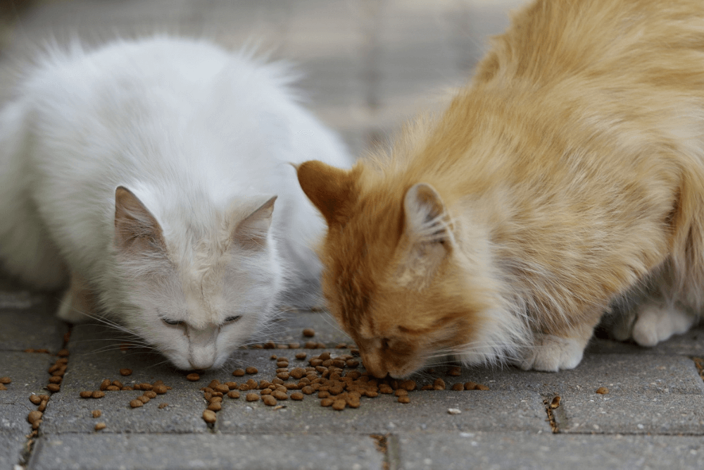 Alimentar a gatos callejeros