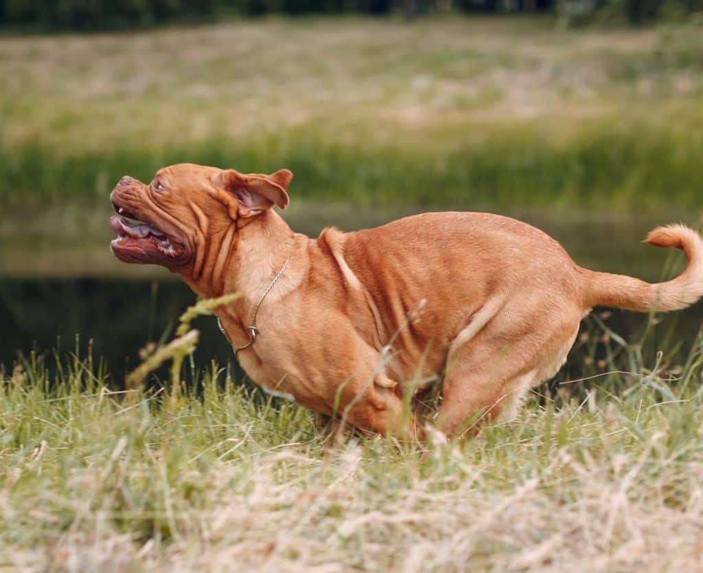 Dogo de Burdeos disfrutando