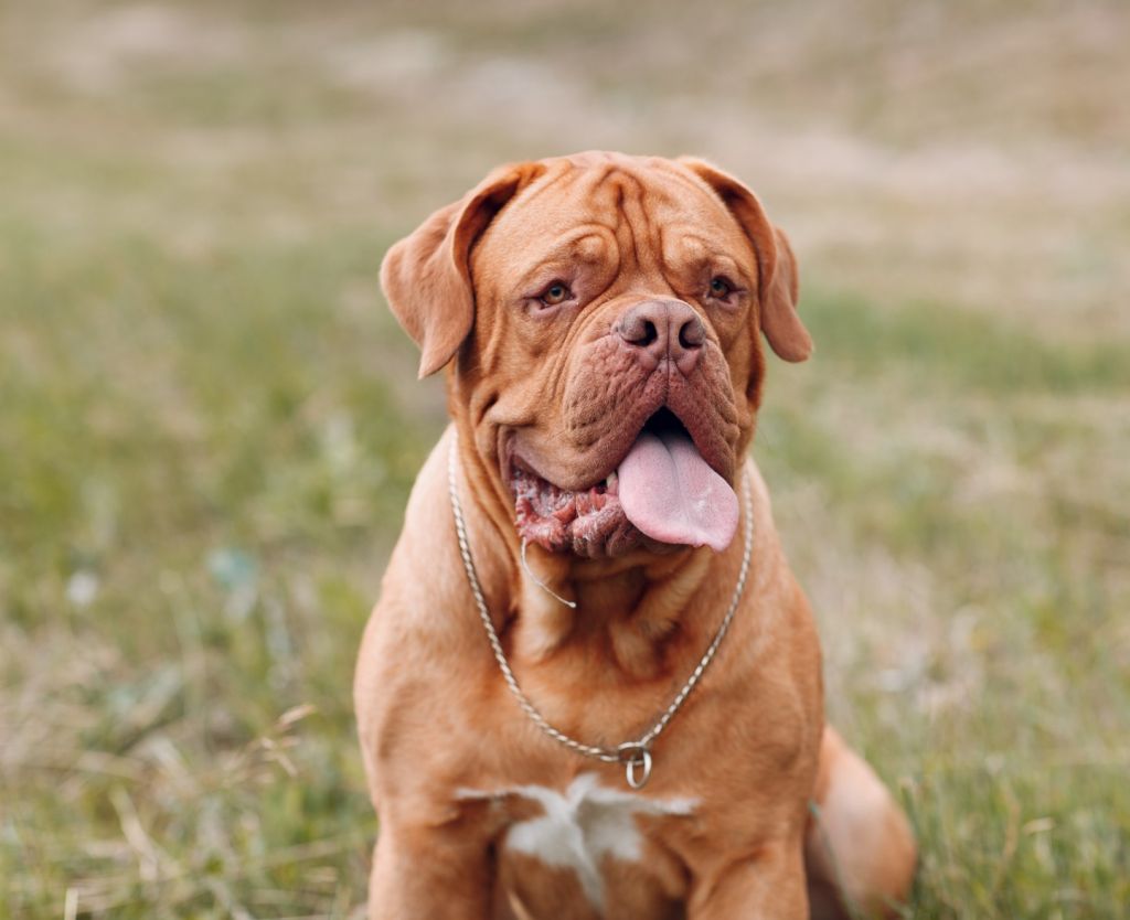 Dogo de Burdeos sentado