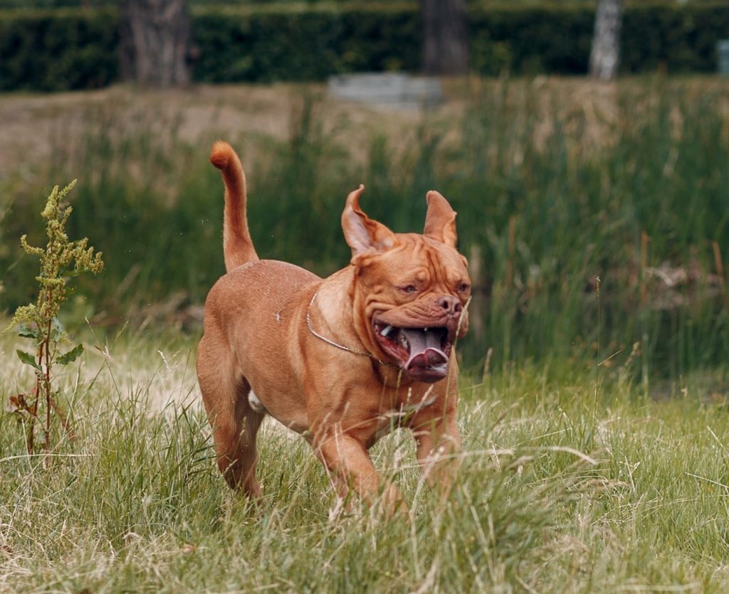 Dogo corriendo