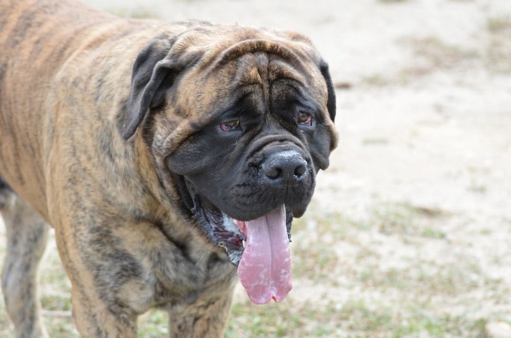 raza perro bullmastiff