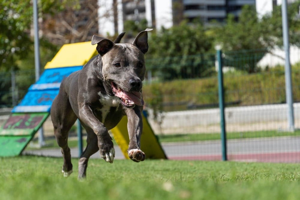 perros de raza Pitbull foto