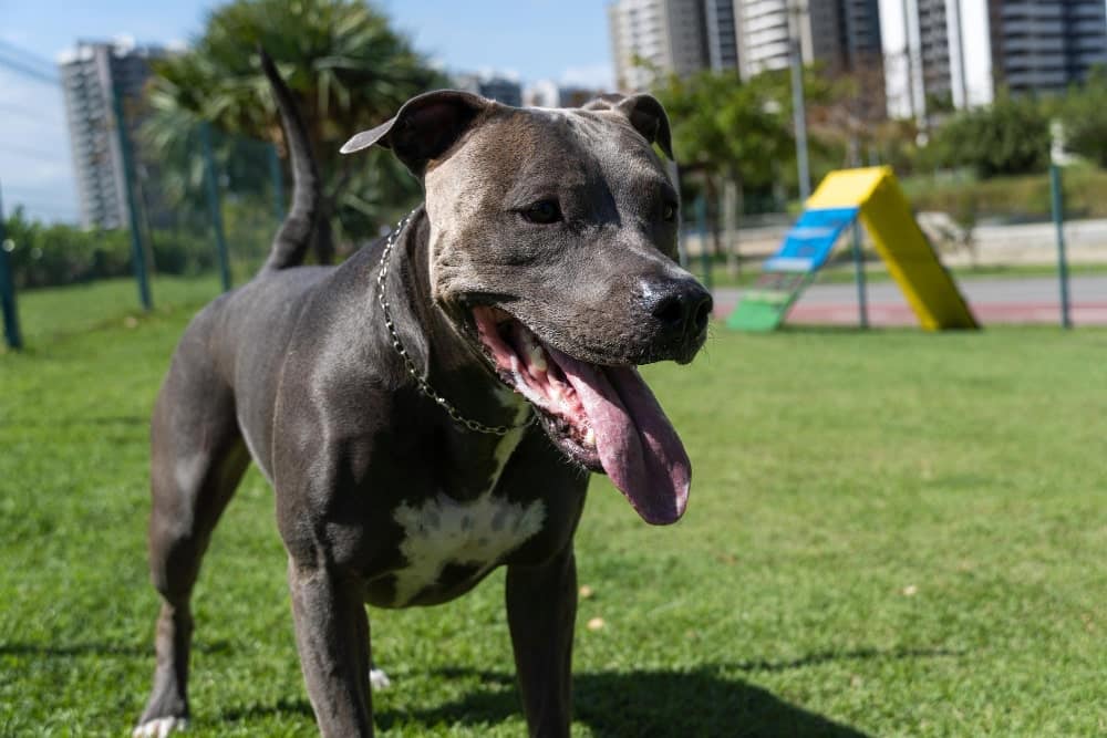 perros de raza Pitbull imagen