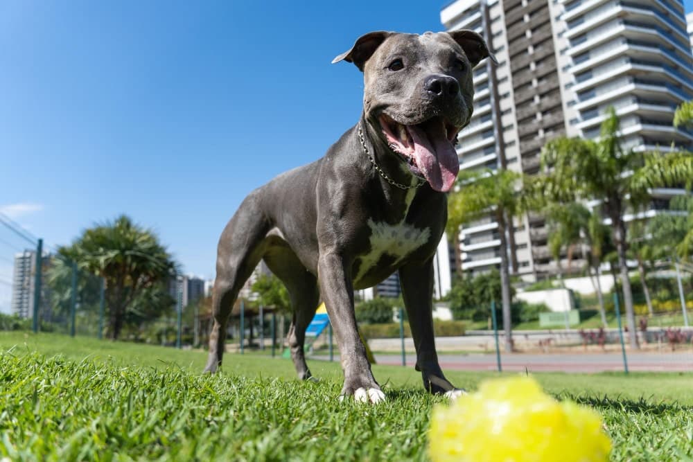 perros de raza Pitbull fotografía