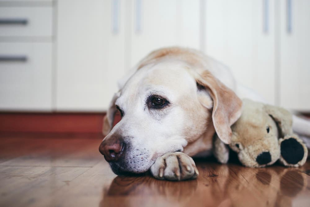 señales de que tu perro está muriéndose