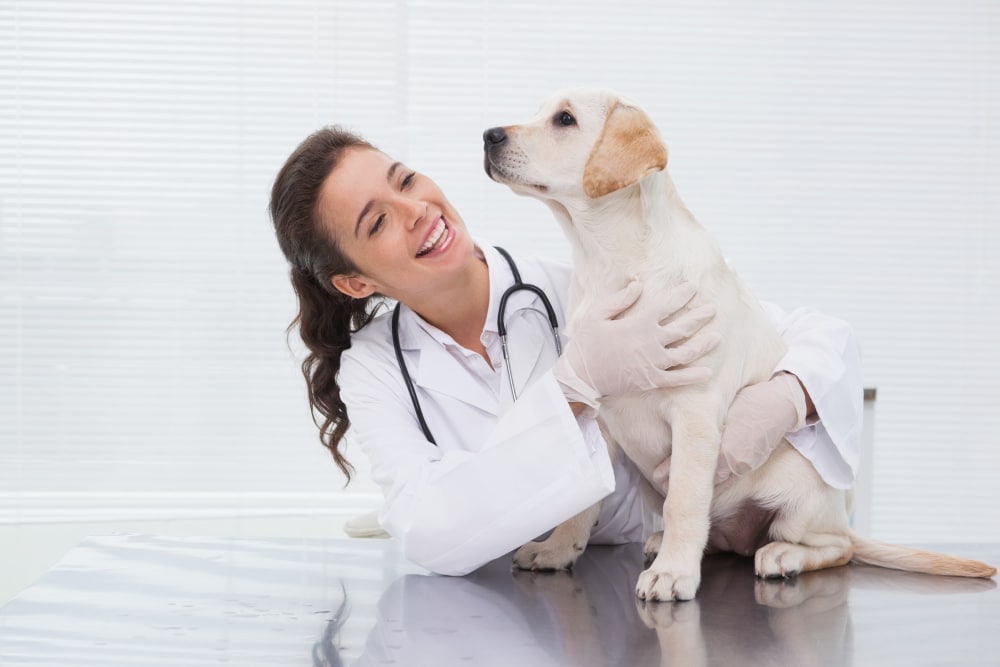 Cuando llevar a tu perro al veterinario