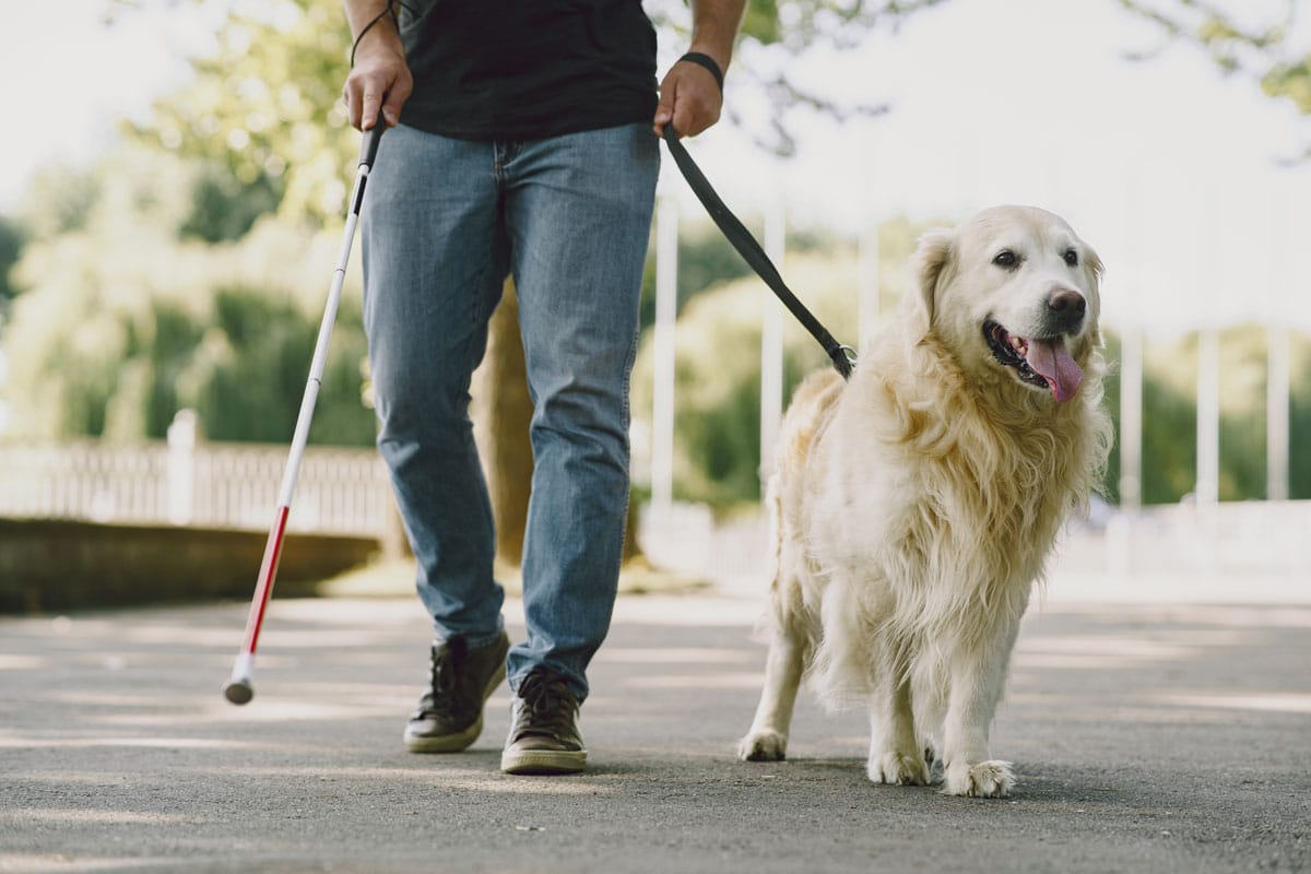 Entrenamiento de un perro guía