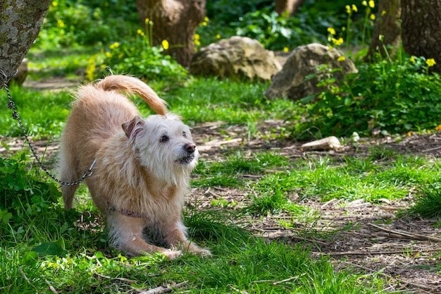 ¿Qué puedo hacer si mi perro ladra mucho?