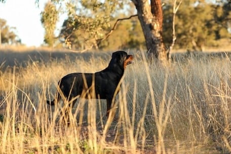 Rottwailer