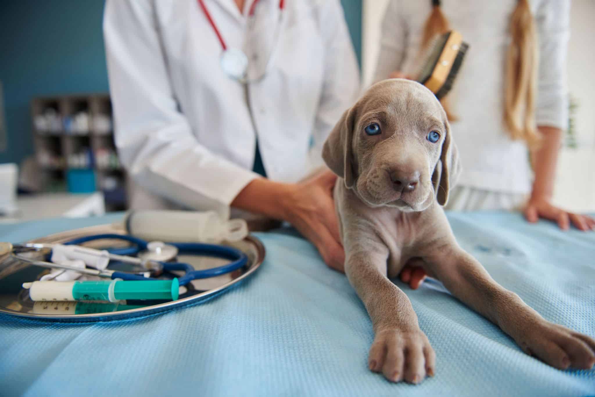 maniobra heimlich en perros