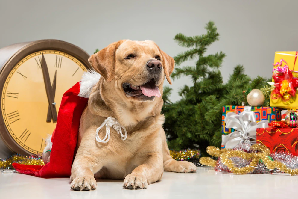 navidad con mi perro