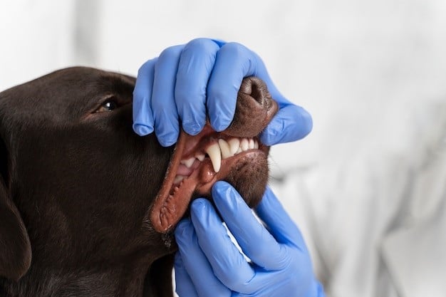 Cómo evitar el sarro dental en los perros