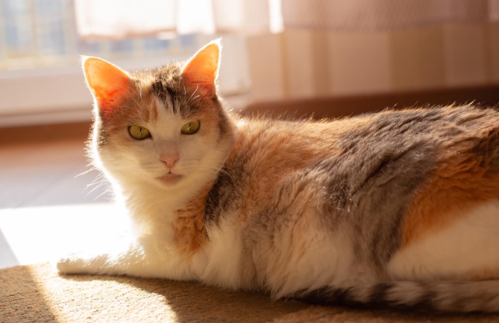 El gusano redondo y la desparasitación interna en gatos