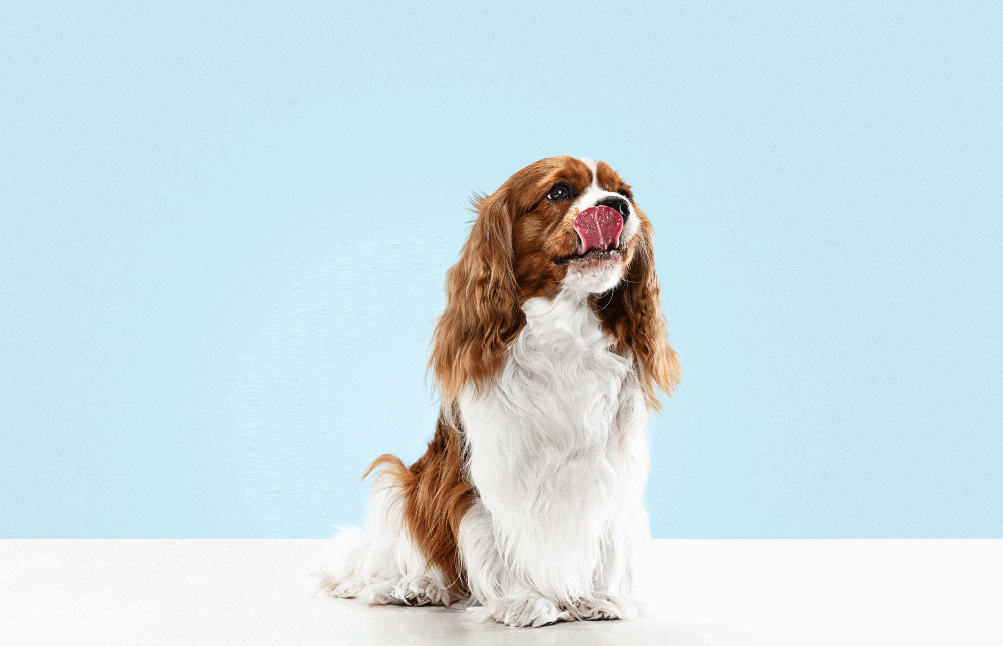 chuches para perro y gato