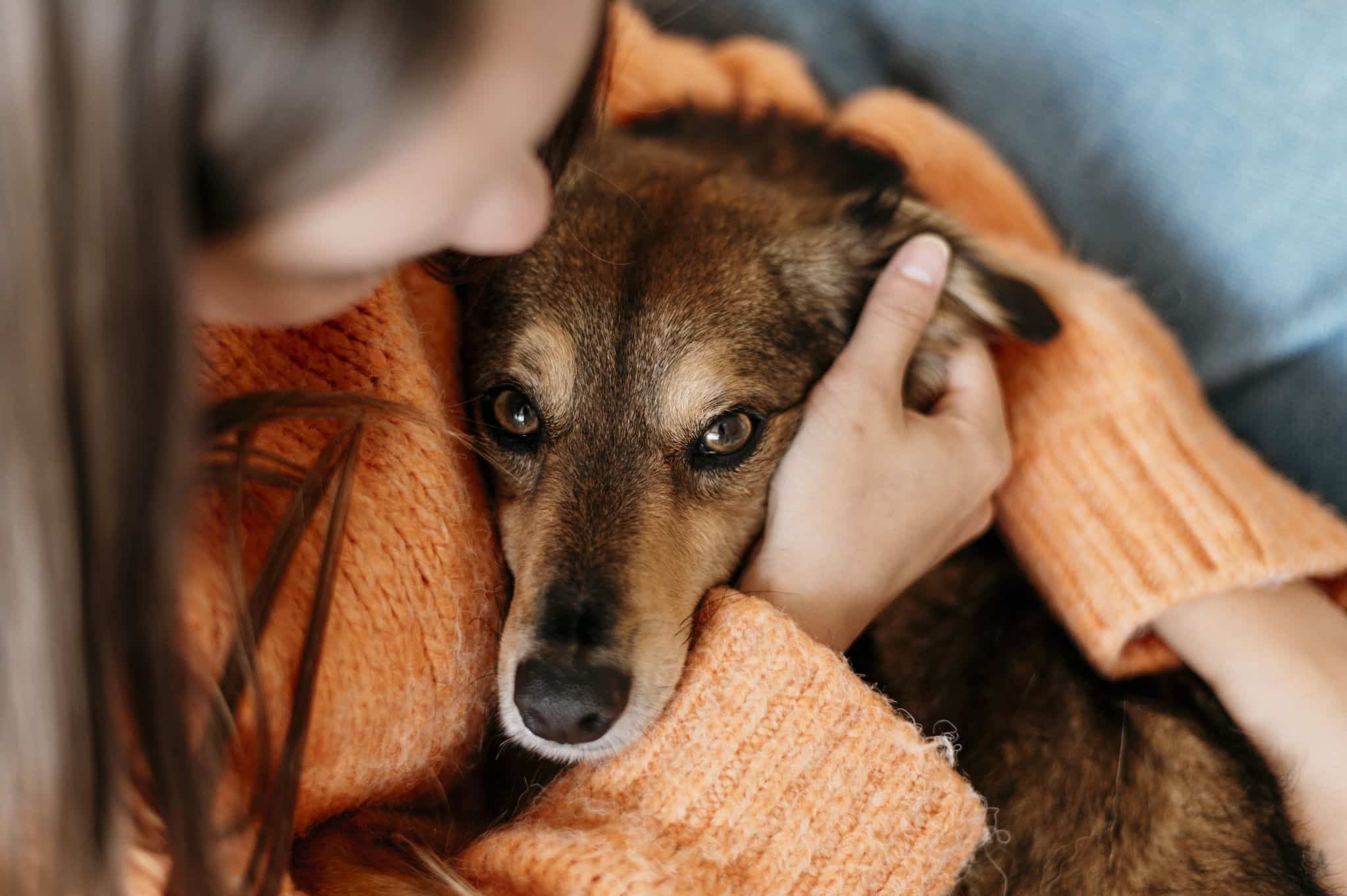 El ruido de petardos y los perros