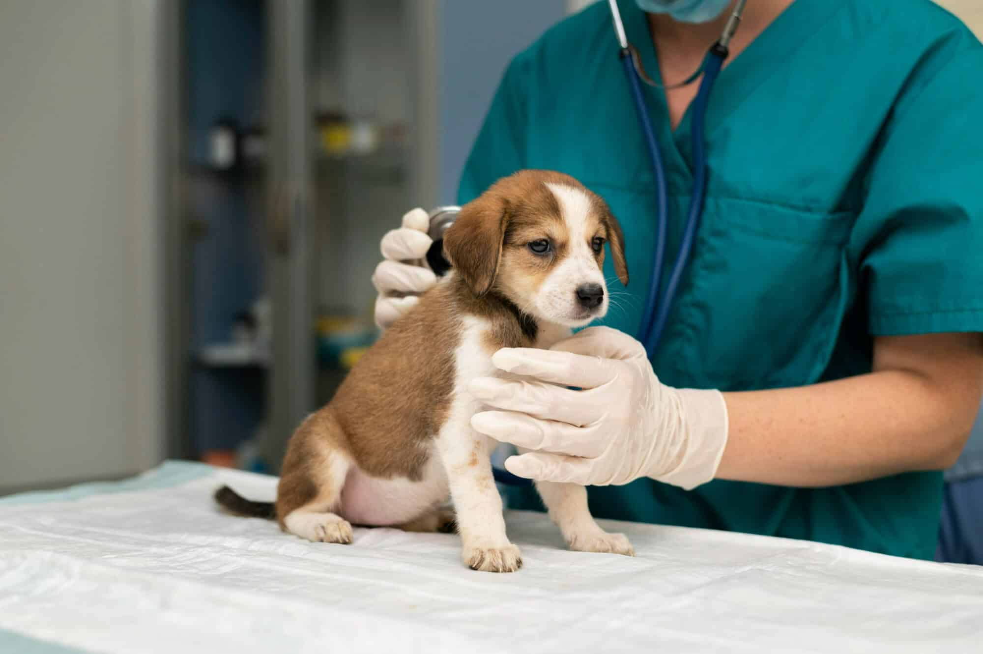 Los-mejores-seguros-para-mascotas-segun-su-edad