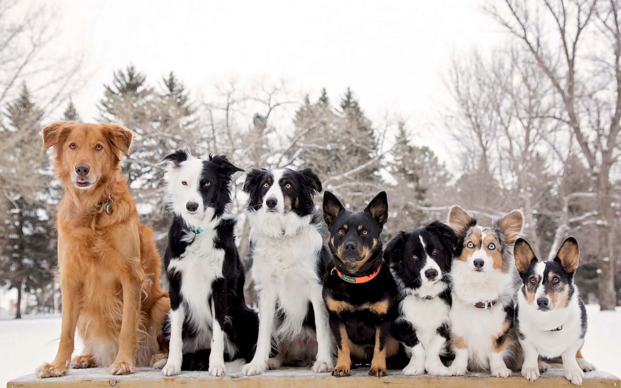 Los perros más caros del mundo