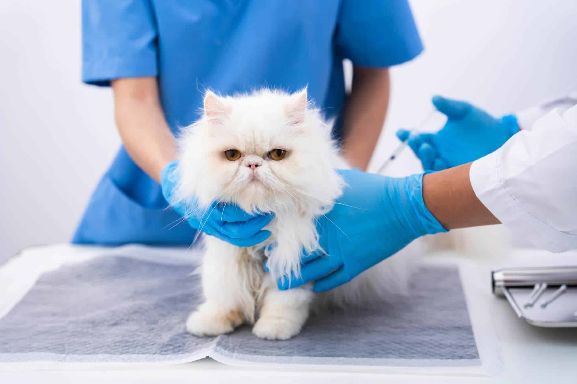 Poniendo-vacuna-gato
