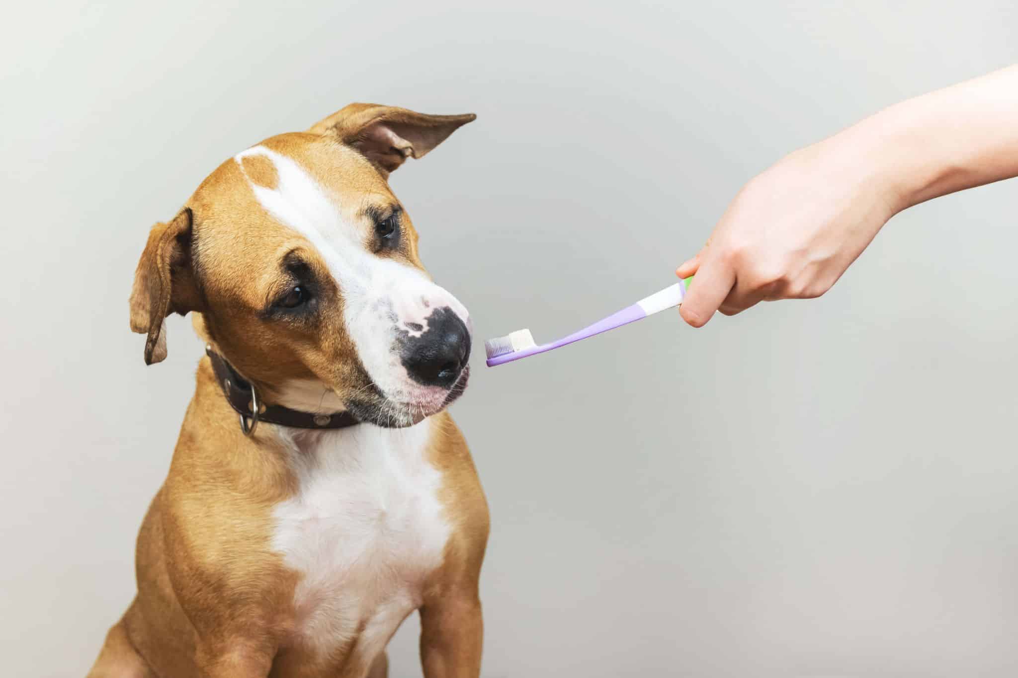cepillando-los-dientes-al-perro