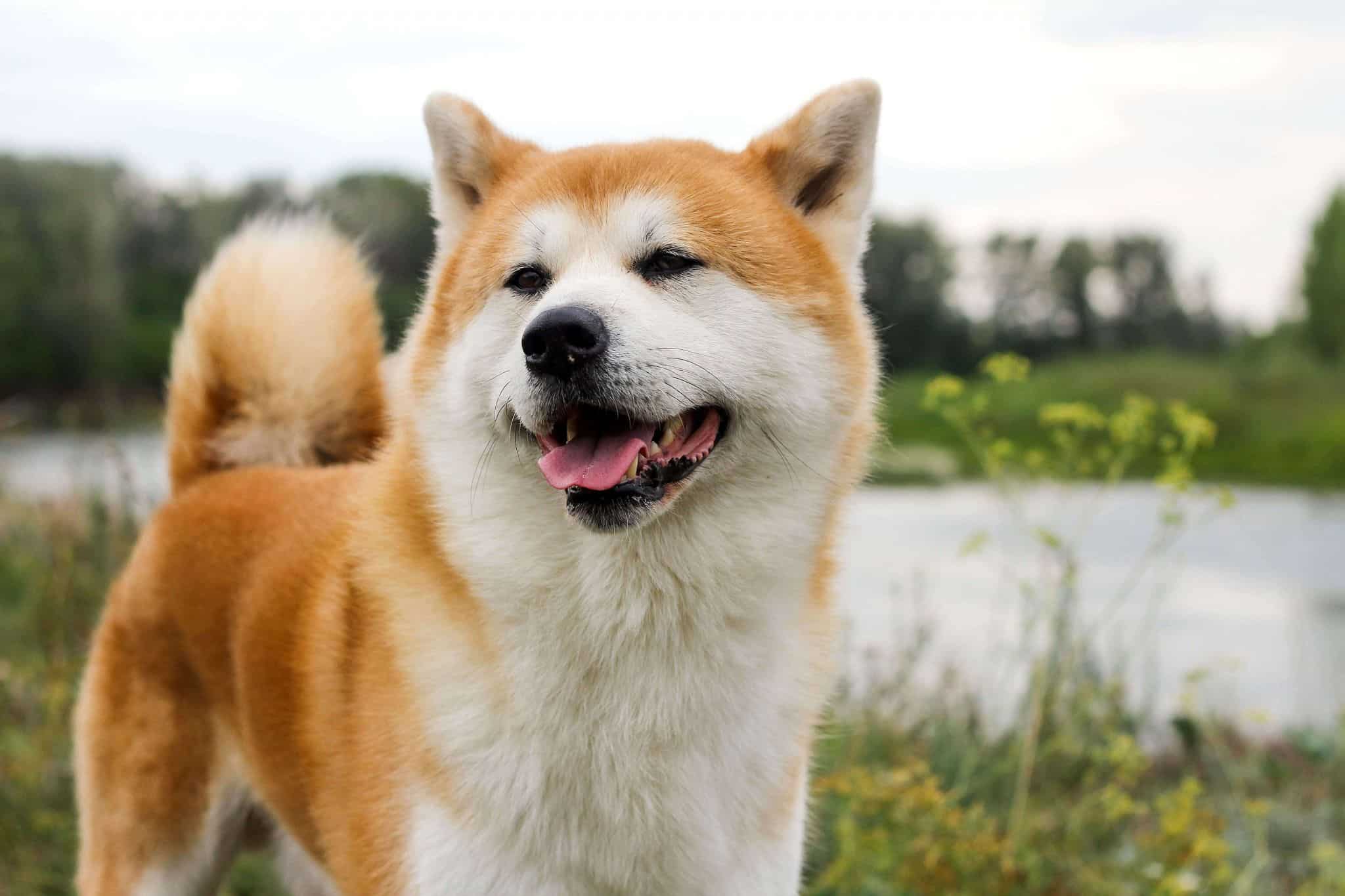 perro-de-raza-akita