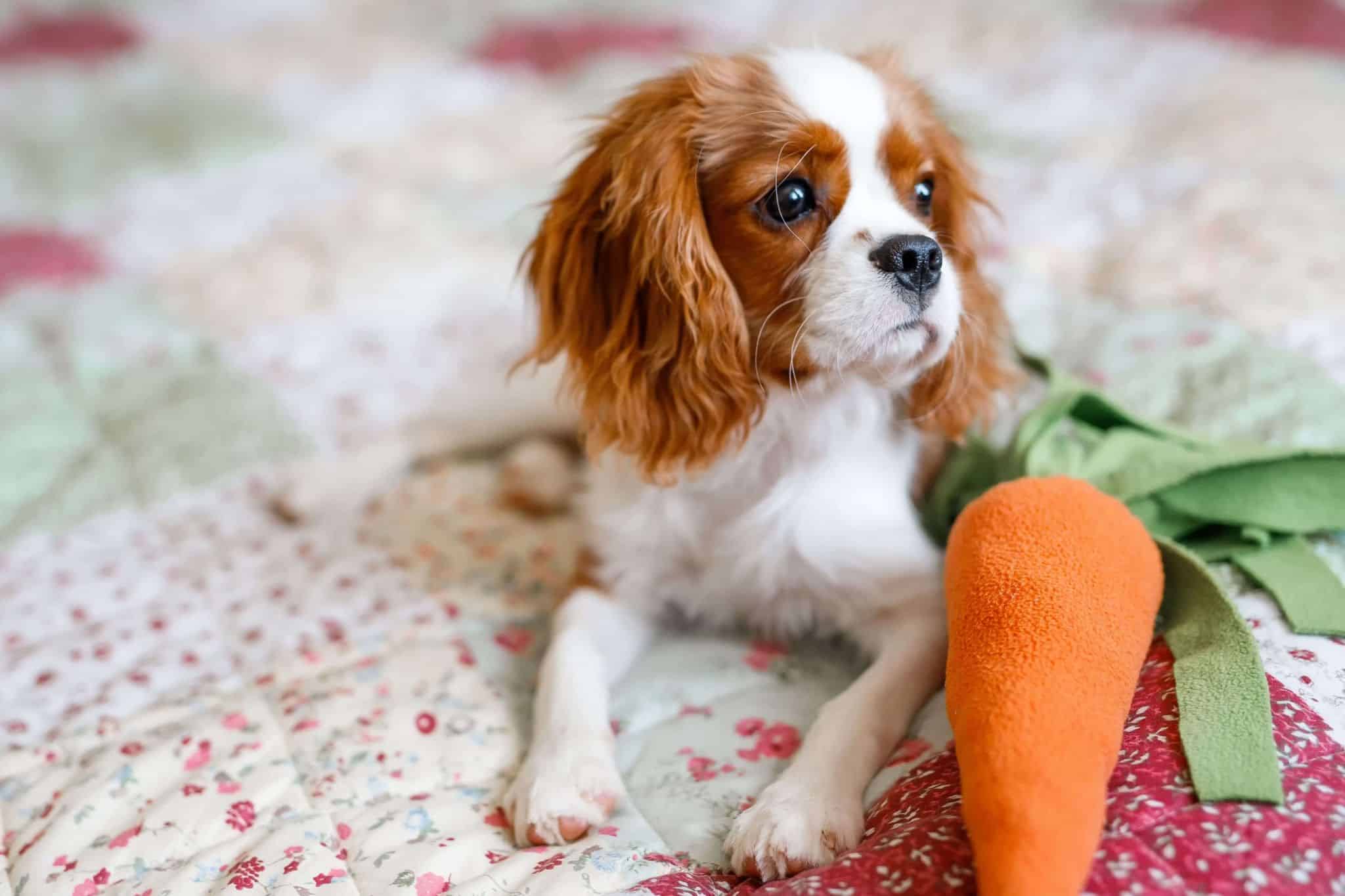 perro de raza cavalier king charles spaniel