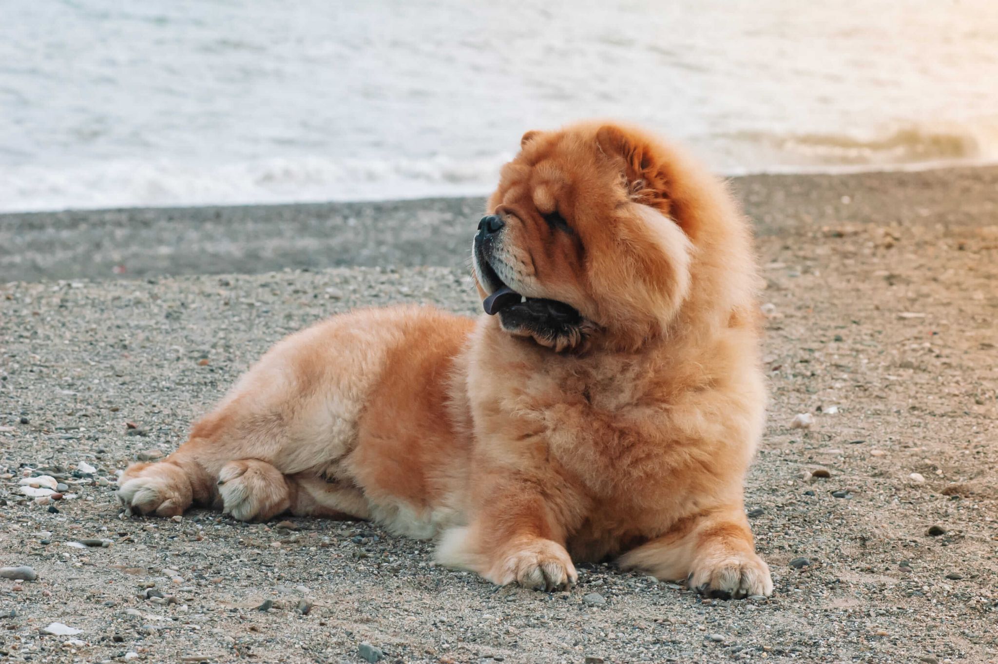 perro-de-raza-chow-chow