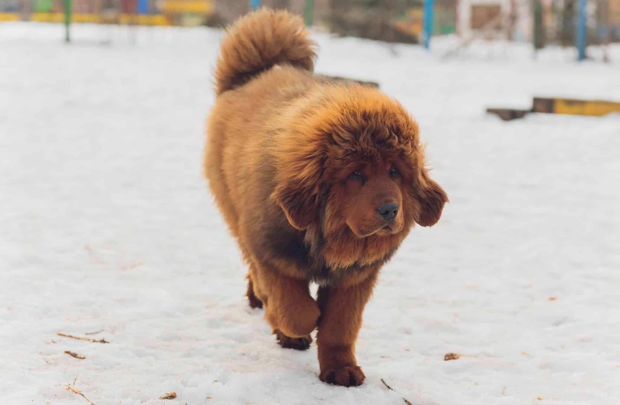 perro-de-raza-mastin-tibetano