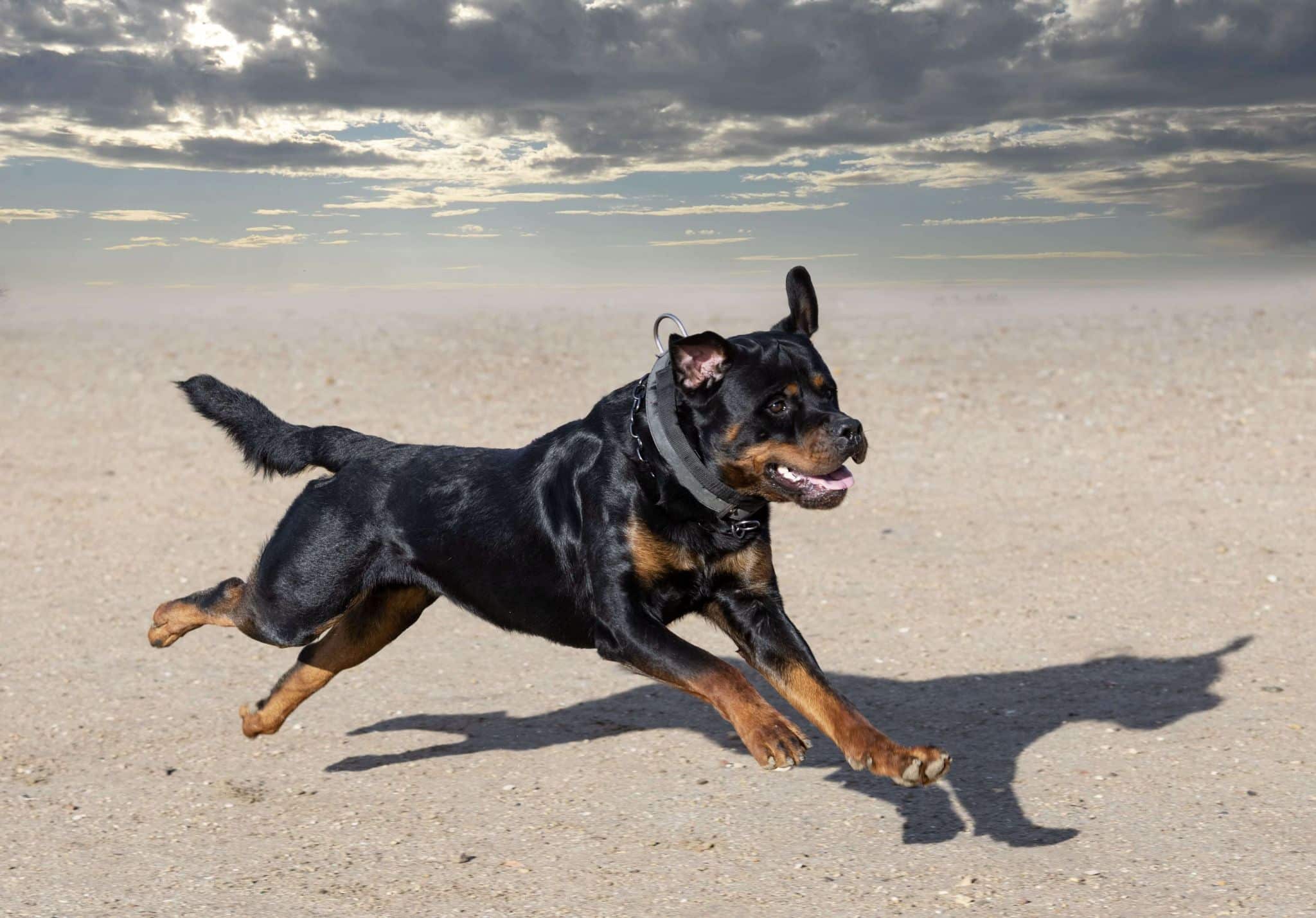 perro-de-raza-rottweiler