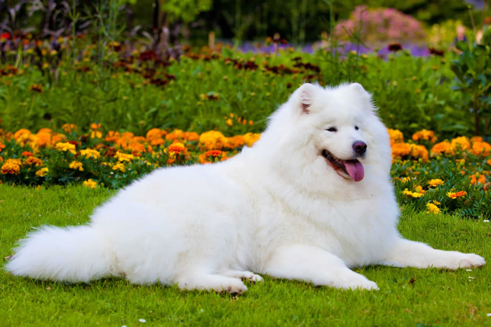 perro-de-raza-samoyedo