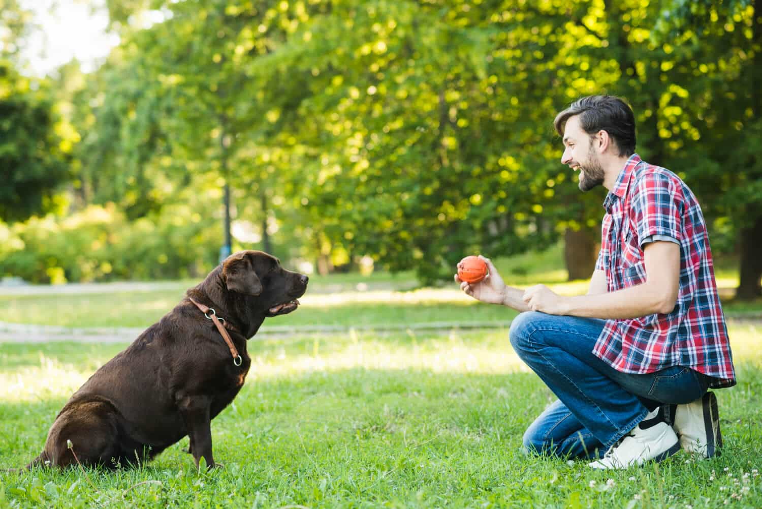 Cómo entrenar a un perro con mucha energía