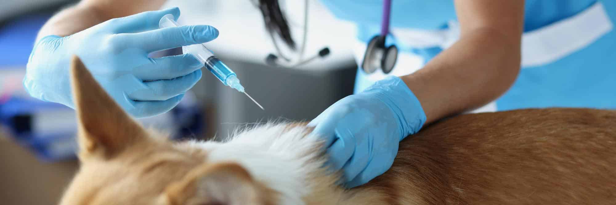 Cuales-son-las-vacunas-obligatorias-para-perros-y-gatos.