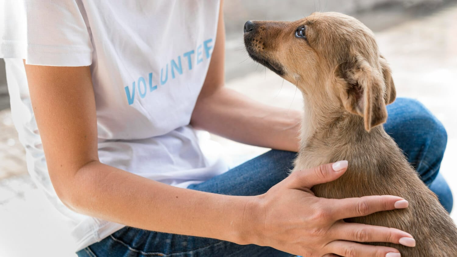 ¿Qué saber antes de adoptar a un perro?