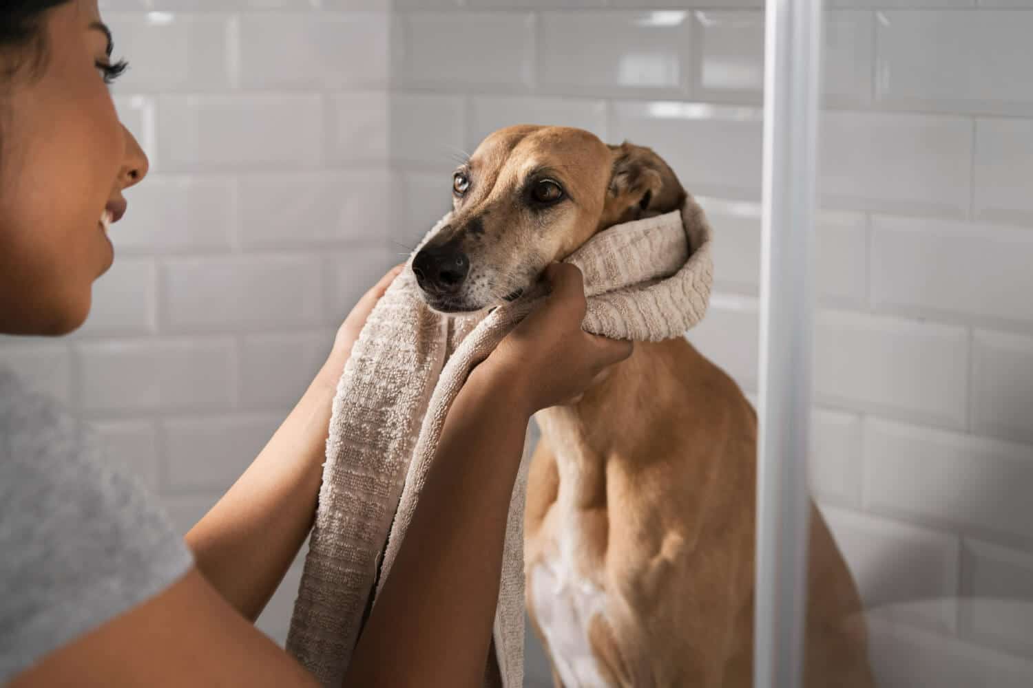 Trucos para mantener la higiene de tu perro